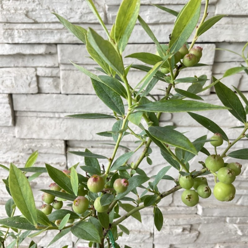 ブルベリー　ピンクレモネード　5寸鉢