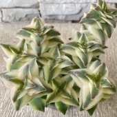 【多肉植物】クラッスラ　南十字星|鉢花・花苗