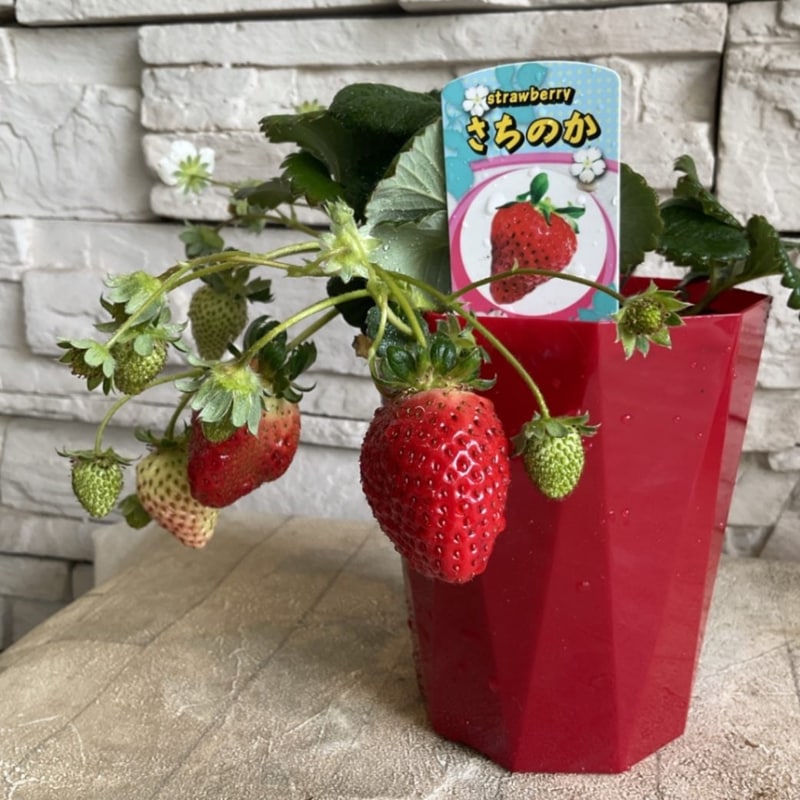 いちご　さちのか　4寸鉢