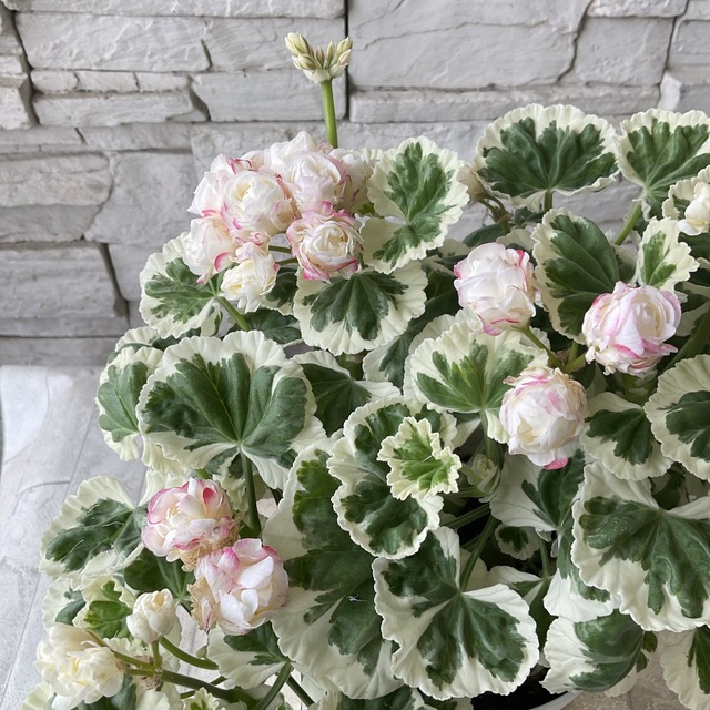 ゼラニウム　ホワイトウェディング  ４寸鉢