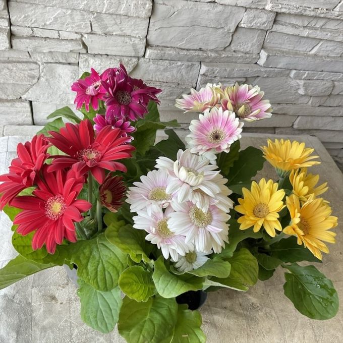 ガーベラ　3寸鉢