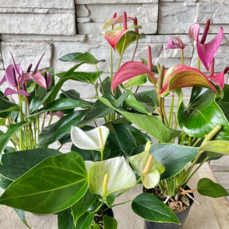 メキシコーラ　花芽付き メキシコーラ 花芽付き オリジナル実生苗 - オーキッドバレーミウラ