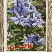 シラー　マウリタニカ|鉢花・花苗