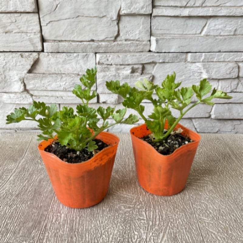 【国内今夏採種】サピニー 10粒 サボテン：アストロフィツム 亀甲碧瑠璃鸞鳳玉 ツギ*幅15cm