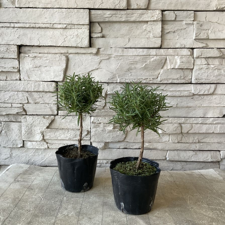 ローズマリー スタンダード仕立て 3.5寸ポット | ハーブ | 橋本種苗園