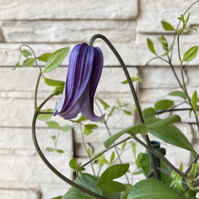 クレマチス ロウグチ 5寸鉢 | 鉢花・花苗 | 橋本種苗園オンラインストア