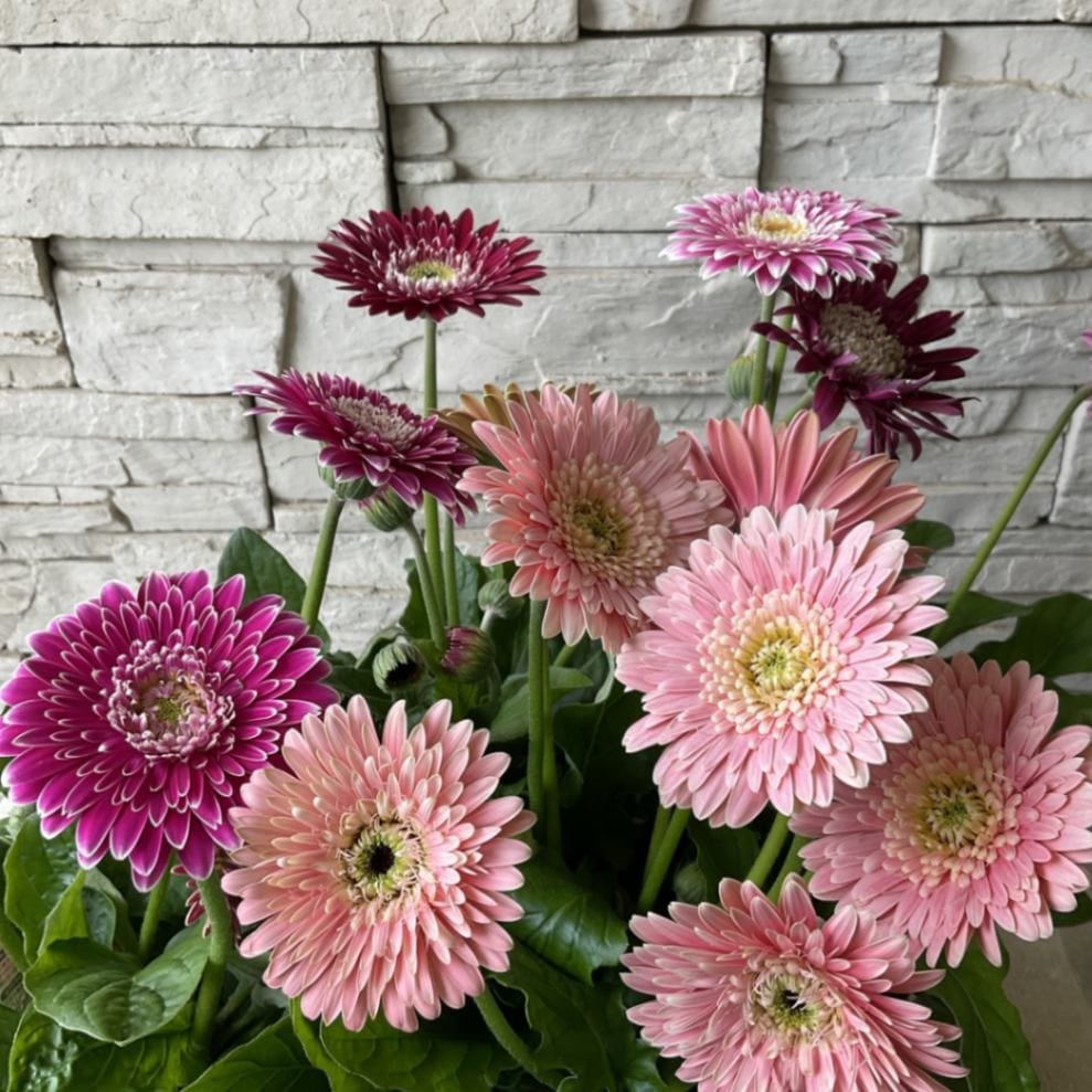 専用です。宿根 ガーベラガルビネア 八重咲きピンク 種 ①