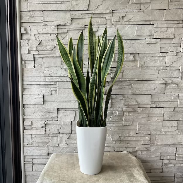 【送料無料】【観葉植物】サンスベリア　8寸鉢