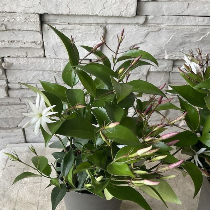 ジャスミン　エンジェルウィンク　4.5寸鉢