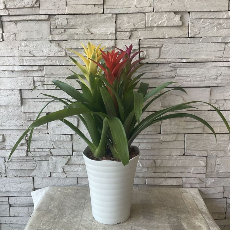 【観葉植物】グズマニア　3色寄せ植え　7寸鉢