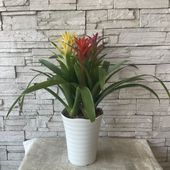 【観葉植物】グズマニア　3色寄せ植え　7寸鉢