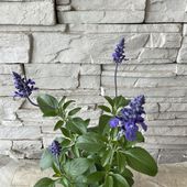 【見切品　開花花無し】サルビア　サリーファン　3.5寸ポット