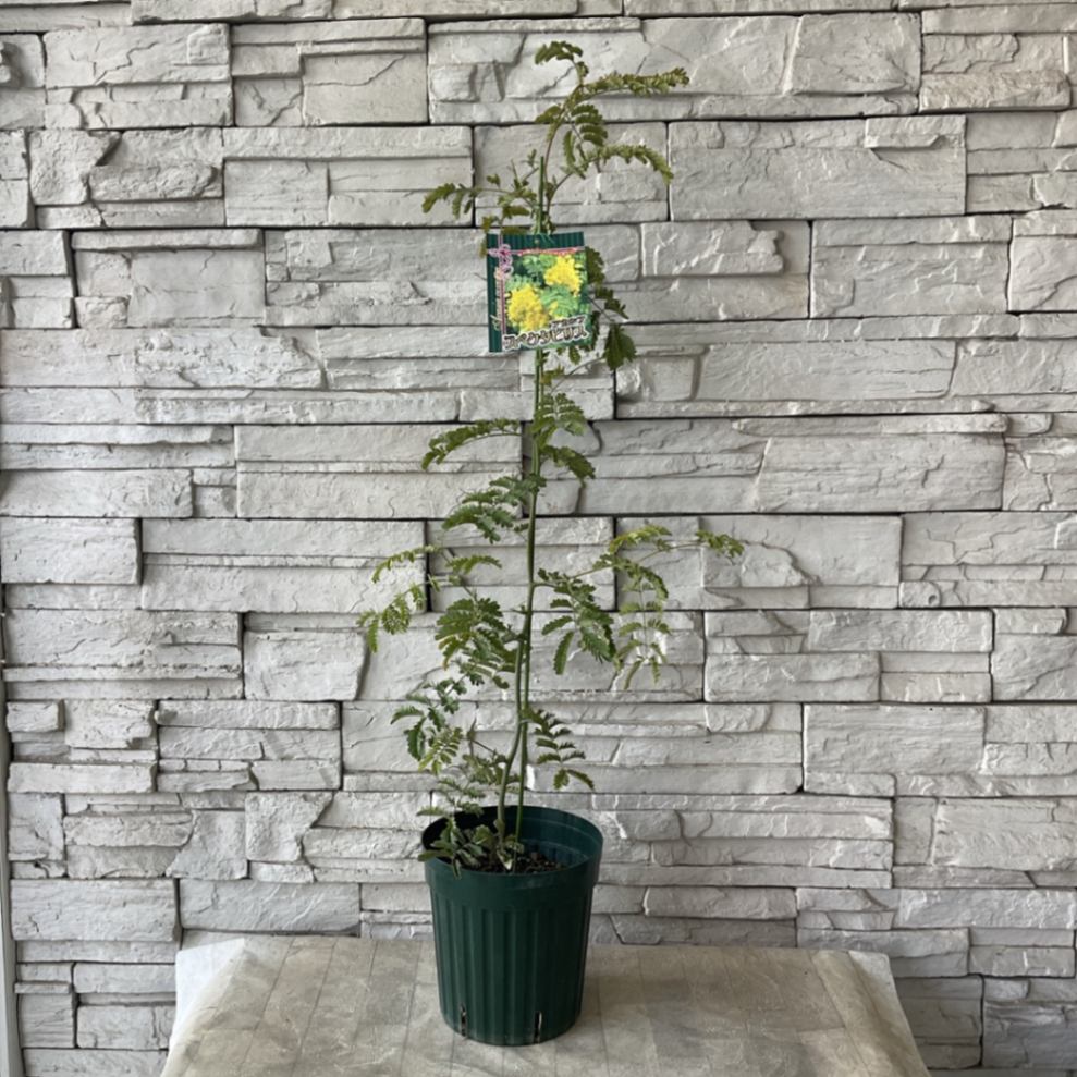 アカシア「スペクタビリス」7号鉢180cm大株 アカシア「スペクタビリス」7号鉢180cm大株