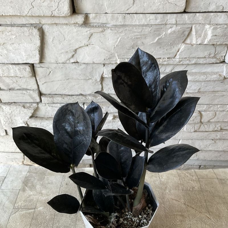 【観葉植物】ザミオクルカス　レイヴン　4寸ポット