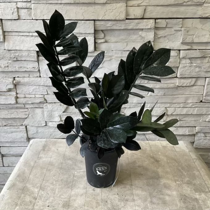 観葉植物】ザミオクルカス レイヴン 4寸ポット | 観葉植物 | 橋本種苗