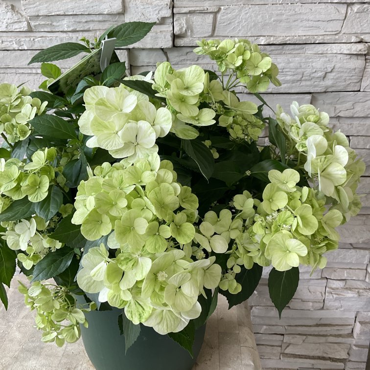 花苗】ラグランジア シャンデリーニ タグ付き 正規品 お花開花中