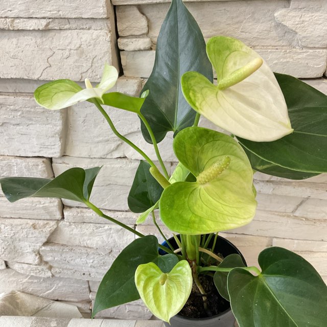 観葉植物】アンスリューム アンドレアナム 4号鉢 | 鉢花・花苗 | 橋本