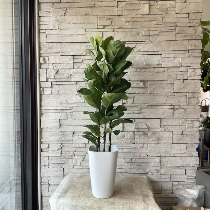 【送料無料】【観葉植物】カシワバゴム　バンビーノ　8寸鉢