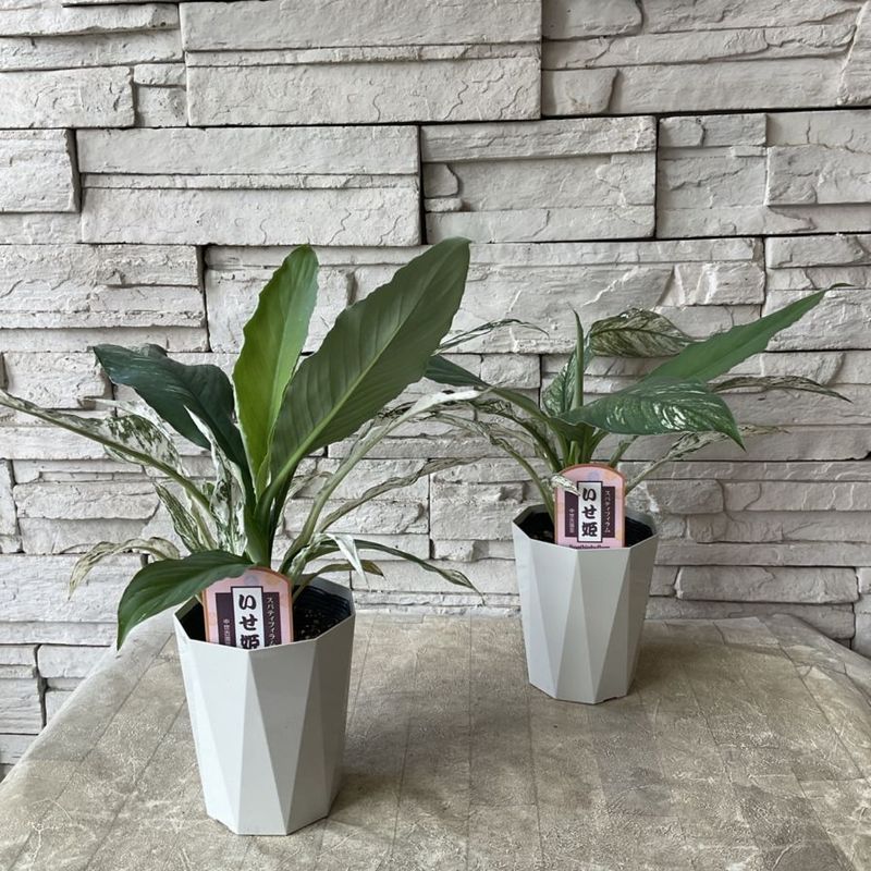 【観葉植物】スパティフィラム　いせ姫 4寸鉢