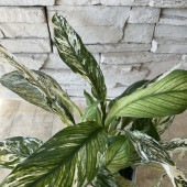 【見切品　斑入り葉が少ない】【観葉植物】スパティフィラム　いせ姫 4寸鉢