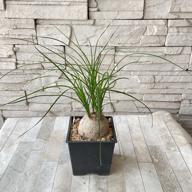 観葉植物】トックリラン 12cmスクエア | 観葉植物 | 橋本種苗園