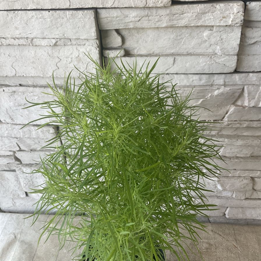 ぽんちゃん「木を植えよう」 ◇PW [Shrub] Ambassador! Introducing the shrubs I'll be
