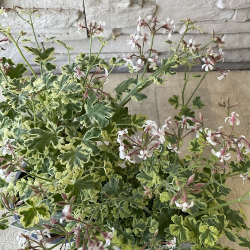 すべての商品 | 橋本種苗園オンラインストア