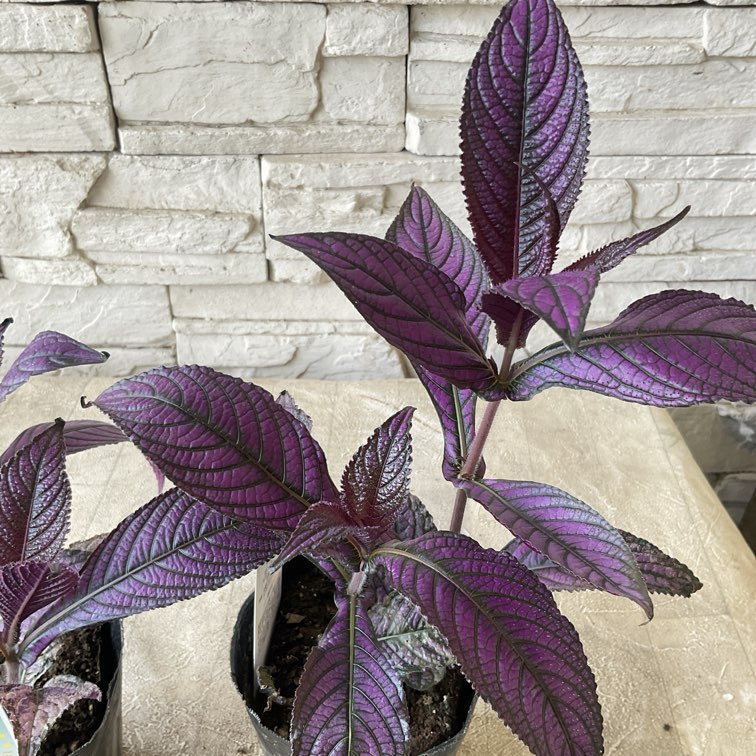 ストロビランテス ディエリアナ 3寸ポット | 鉢花・花苗 | 橋本種苗園