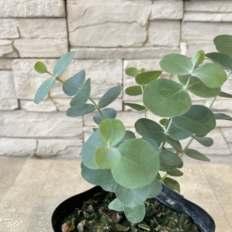 ユーカリ　 3.5寸ポット