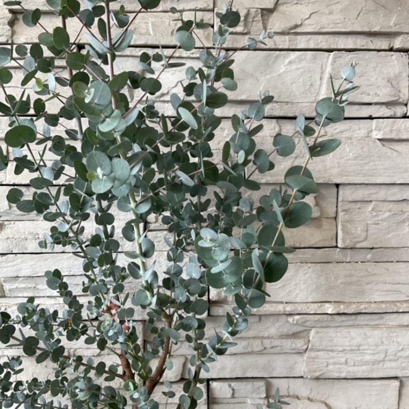 【送料無料】ユーカリ　シルバードロップ 8寸鉢