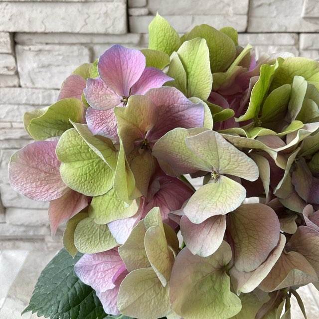 秋ページ 秋色アジサイ ピンク 4寸鉢 | 鉢花・花苗 | 橋本種苗園