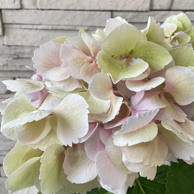秋ページ 秋色アジサイ 4寸鉢 | 鉢花・花苗 | 橋本種苗園オンラインストア