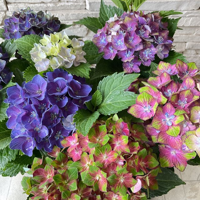 アジサイ アジサイ：AKATSUKI（アカツキ）3.5号ポット の通販 | 園芸ネット