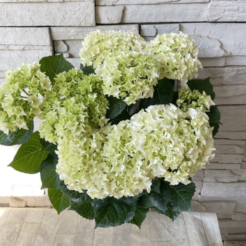 鉢花・花苗 | 橋本種苗園オンラインストア