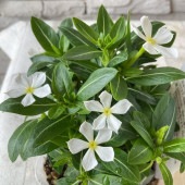 ビンカ　リトルプティ　3寸ポット|鉢花・花苗