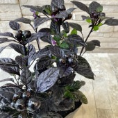 観賞用トウガラシ　ブラックパール|鉢花・花苗