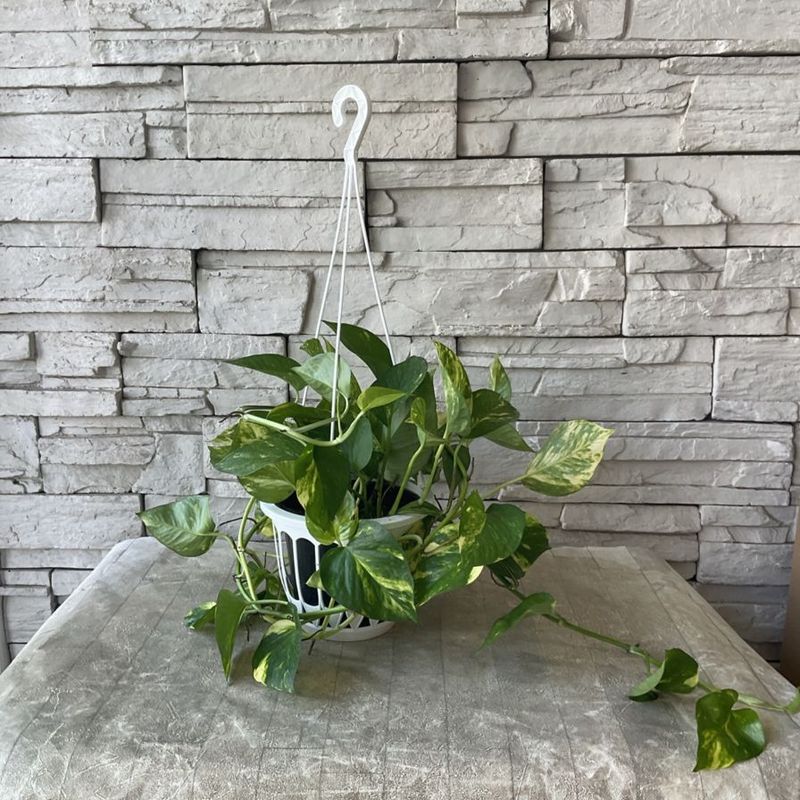 【観葉植物】ポトス　５号吊り鉢