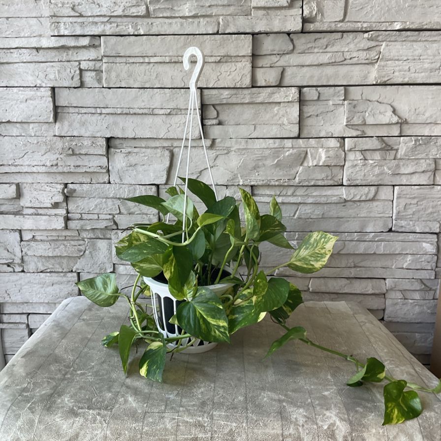 ☆ポトス☆挿し穂用サービスカット☆バンピー5本 ☆ポトス☆挿し穂用サービスカット☆バンピー5本 【公式通販】