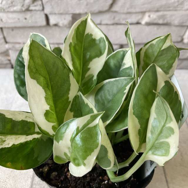 ポトスライムコンパクトちり斑入り（鉢植え） ポトス ライムコンパクト☆4号鉢苗☆散り斑入り すべての商品 | 橋本