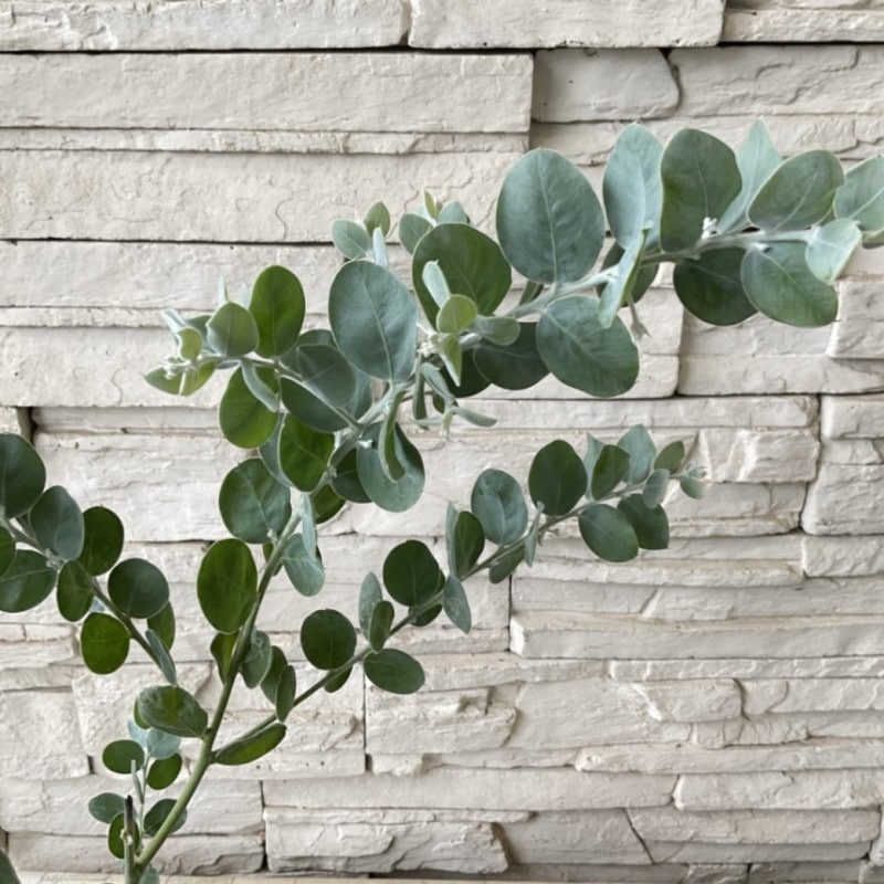 パールアカシア　ポダリリーフォリア　5寸ポット