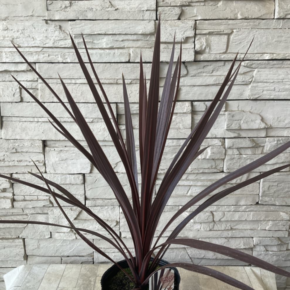 超お得❗️ コルジリネ レッドスター ⑩株SET！ 用土、pot、ヤマト配送込み❗️ ⑩株まとめ買いSET❗️コルジリネ レッドスター 鉢 用土込大きなTYPE