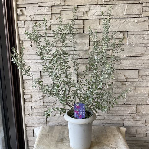 送料無料】レウコフィルム 7寸鉢 | 鉢花・花苗 | 橋本種苗園オンライン