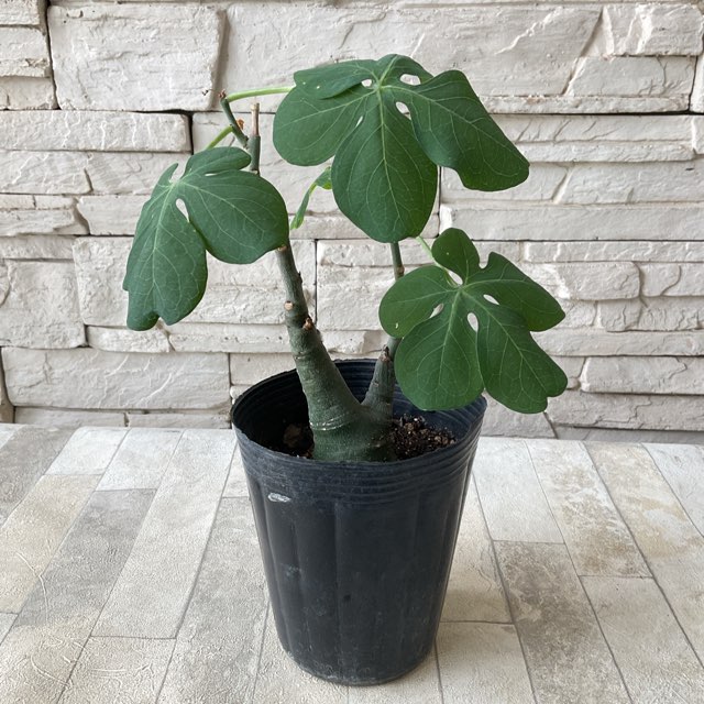 すべての商品 | 橋本種苗園オンラインストア