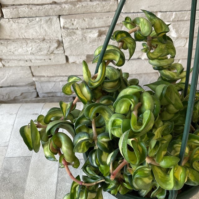 ホヤ カルノーサコンパクタ バリエガータ IMG_1346h.jpg