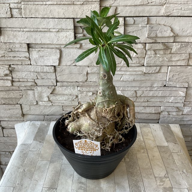 塊根植物 キングアデニウム | すべての商品 | 橋本種苗園オンラインストア