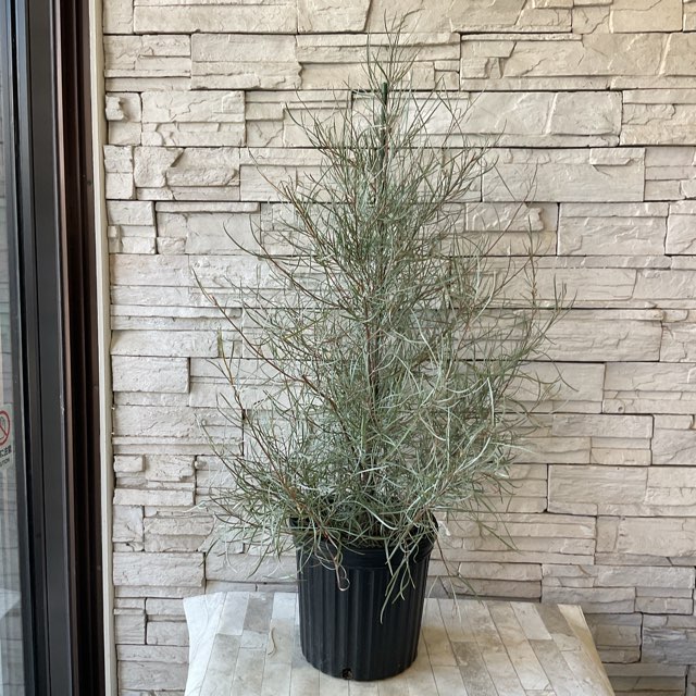 グレビレア エンドリチェアナ 8寸鉢 | すべての商品 | 橋本種苗園