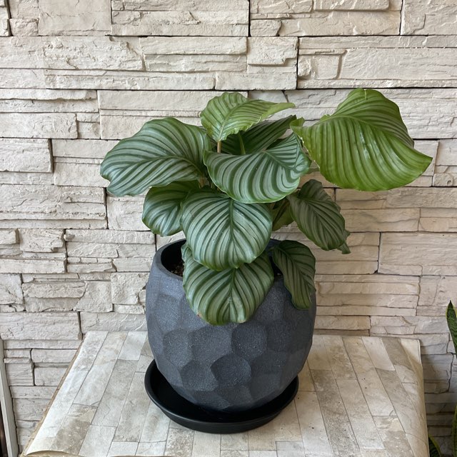 観葉植物】カラテア オルビフォリア鉢植え | すべての商品