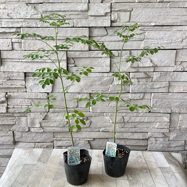 奇跡の木　モリンガ　3.5号ポット