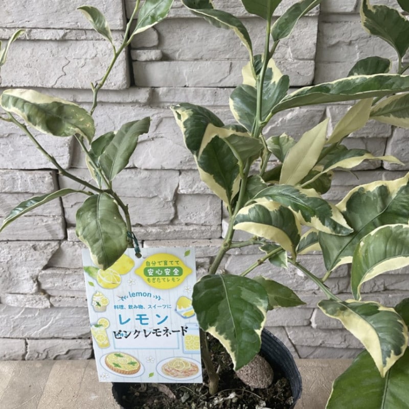 【庭木・果樹】斑入りレモン　ピンクレモネード　５寸ポット
