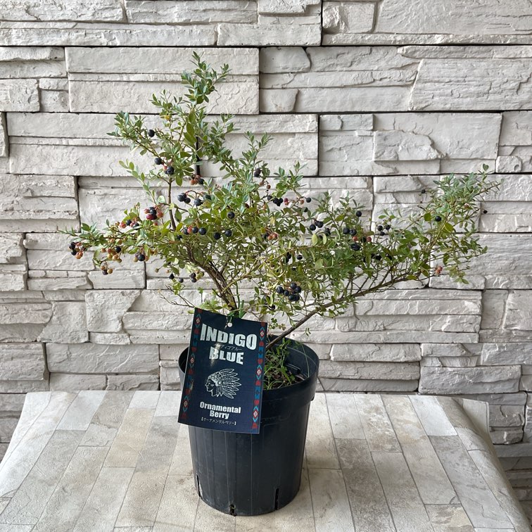 観賞用ブルーベリー　インディゴブルー